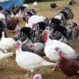 Newcastle bolest u purana i druge bolesti peradi, njihovo liječenje i prevencija